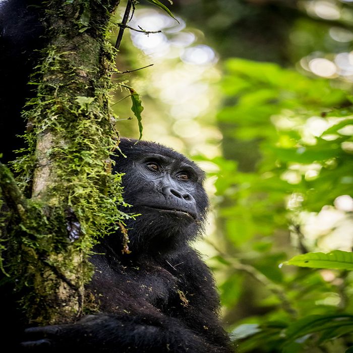 Gorilla, Uganda