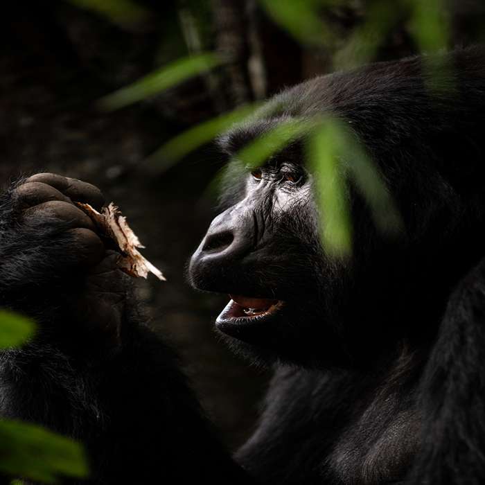Moutain Gorilla, Bwindi Forest
