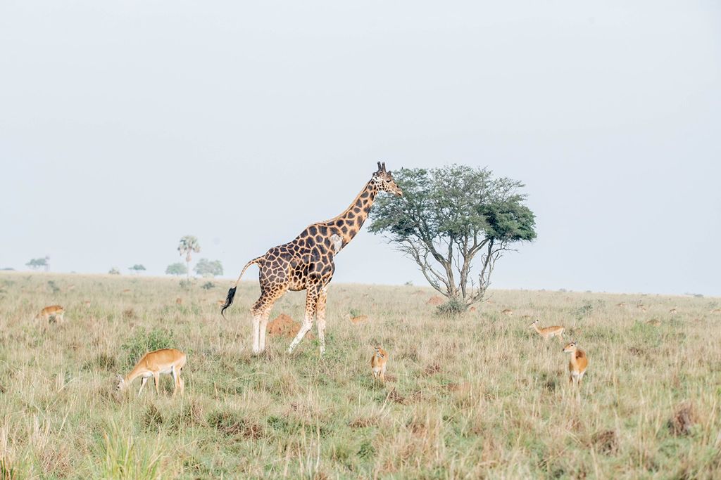 Giraffe, Uganda