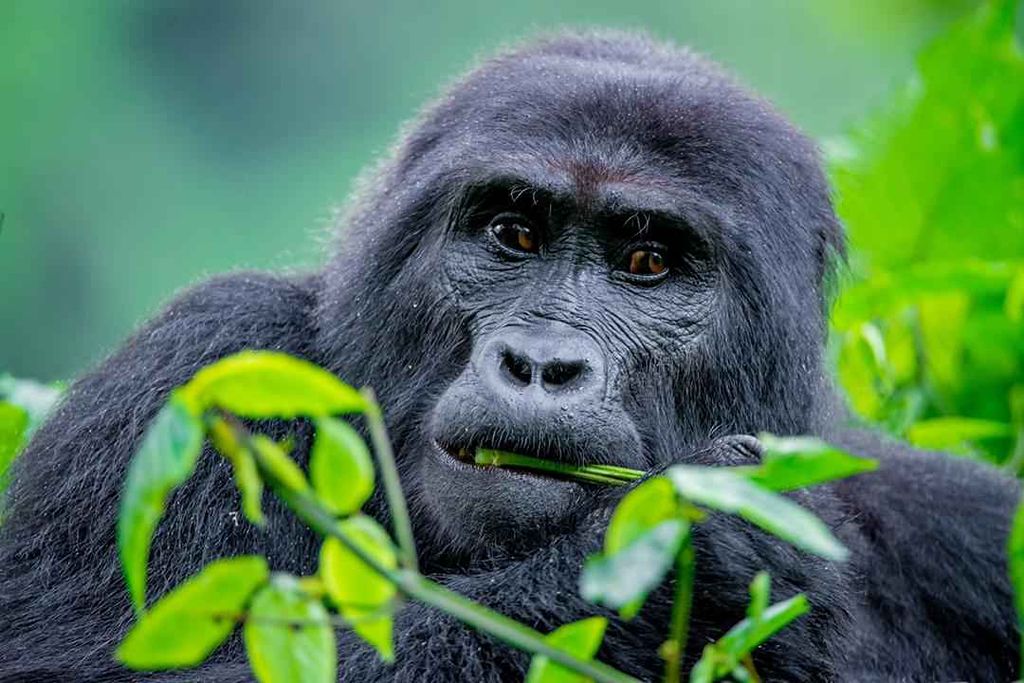 Gorilla Eating at Bwindi Forest