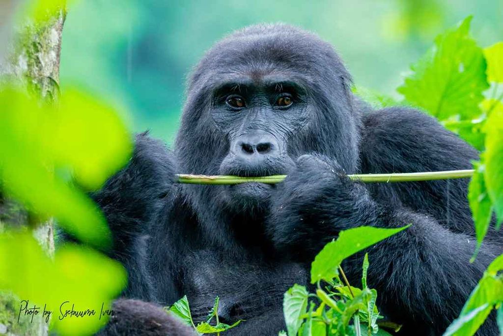 Gorilla Tracking at Bwindi