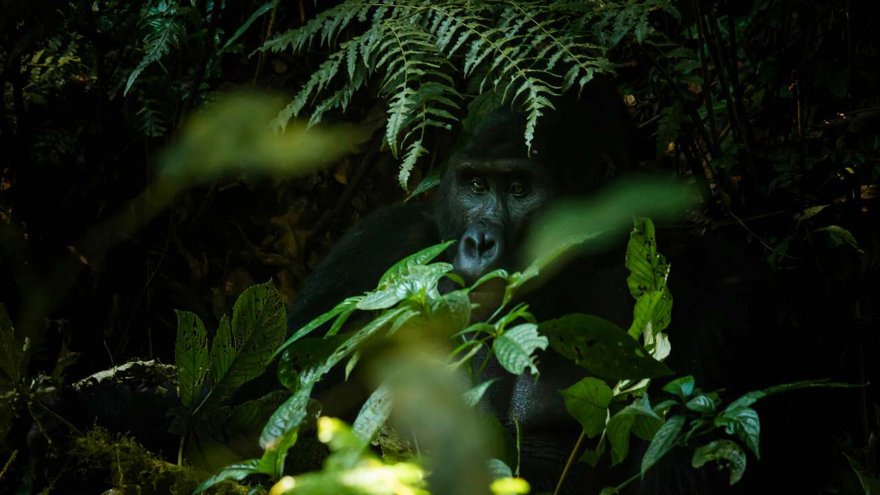 Gorilla at Bwindi Forest