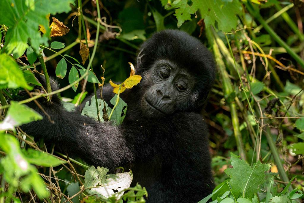 Gorillas at Bwindi