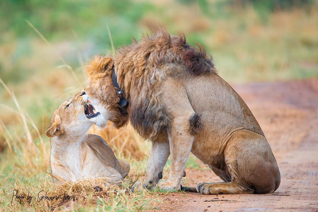 Lions mating in Uganda