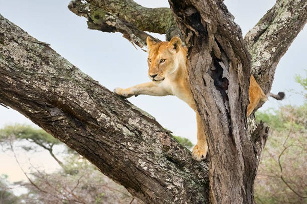 Tree Climbing Lions