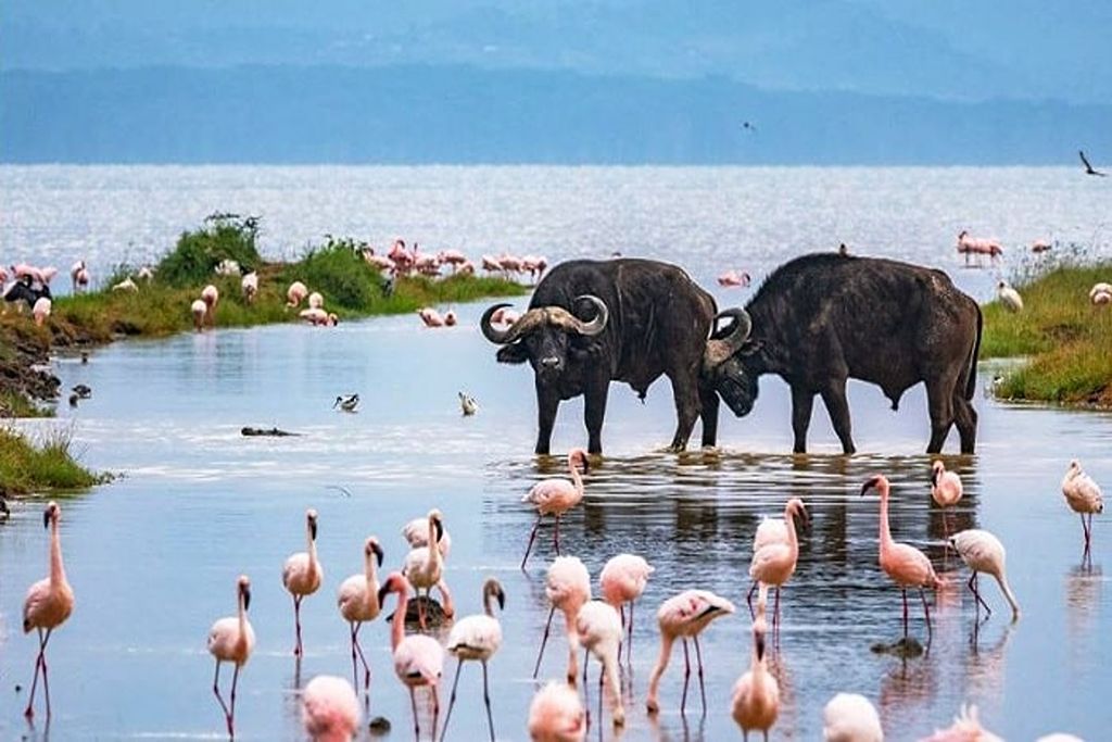 Lake-Nakuru-National-Park-