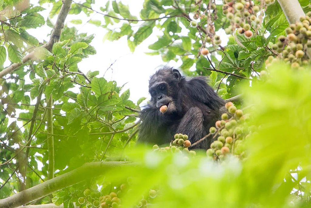 chimp tracking_11zon