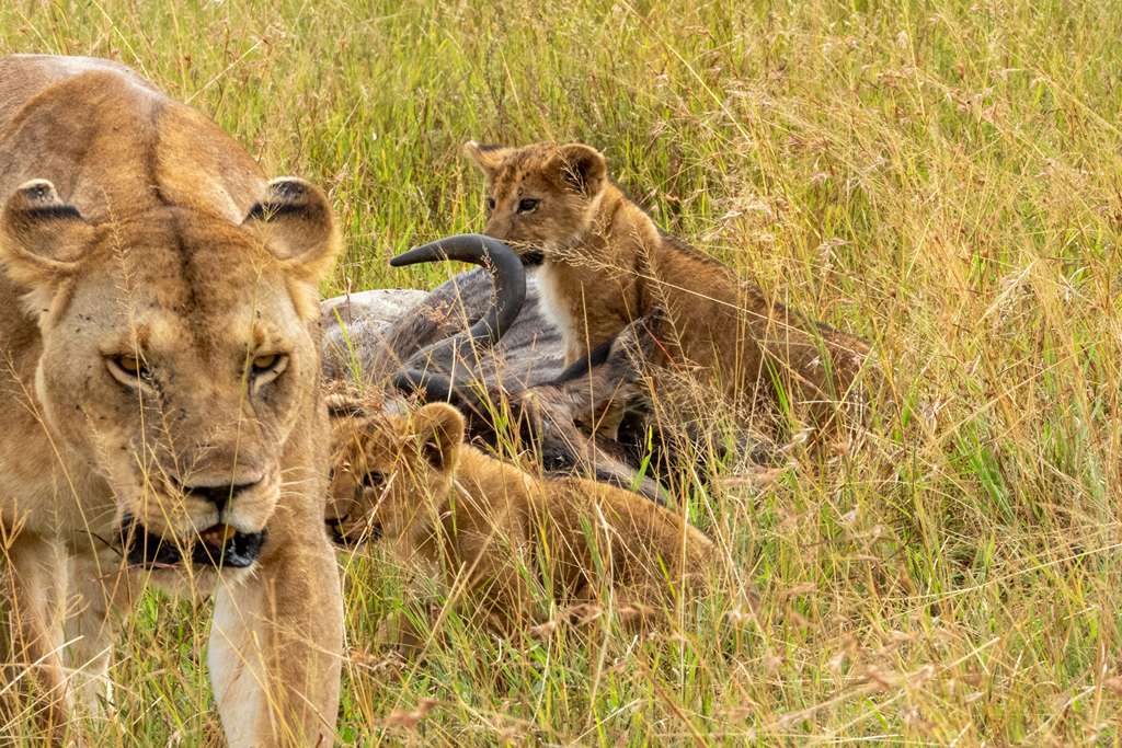 Cubs and Mum Cubs and Mum