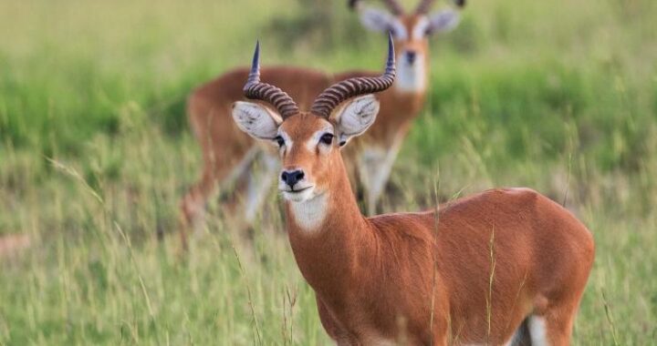 Kob-720x380