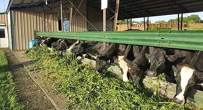 gulu dairy cow_11zon gulu dairy cow_11zon
