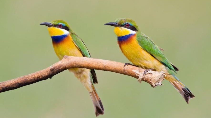 Birding Safari Uganda -Grime Safaris