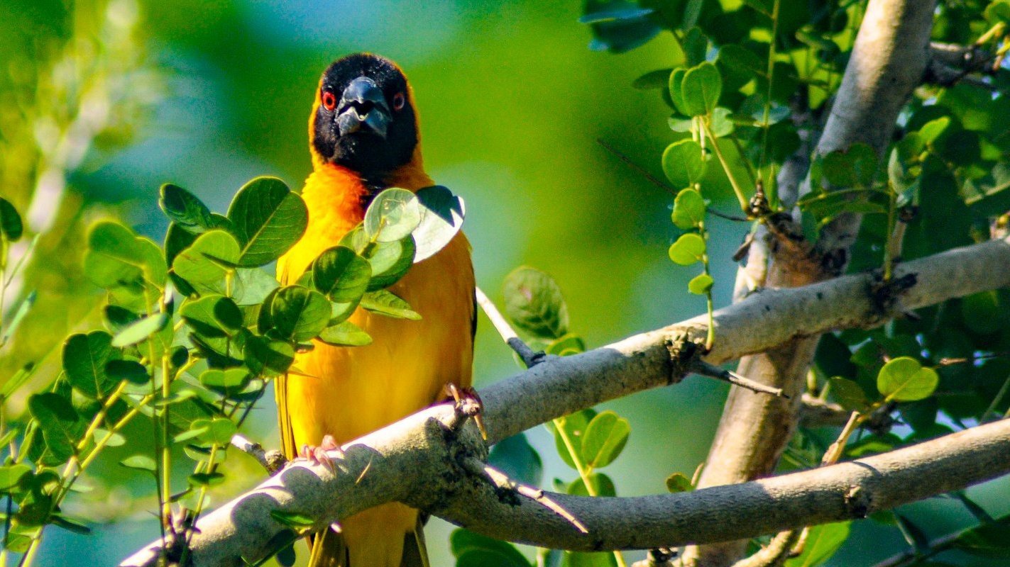 Birding in Uganda – -Grime Safaris