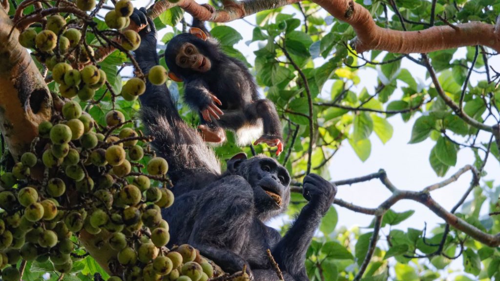 Chimpanzee Tracking Uganda-Grime Safaris