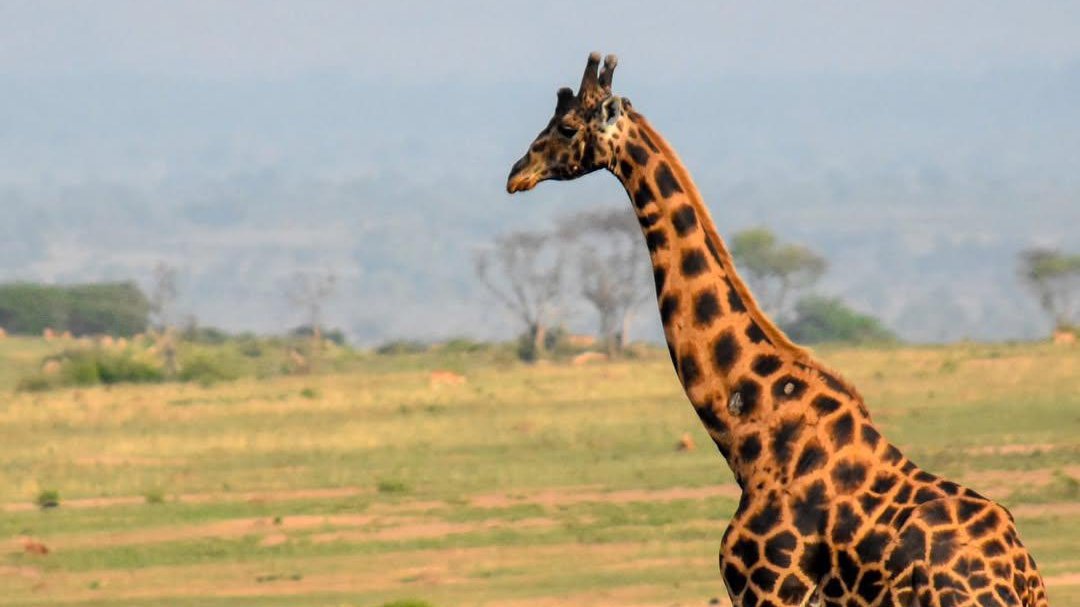 Giraffes at Murchison Falls - Grime Safaris