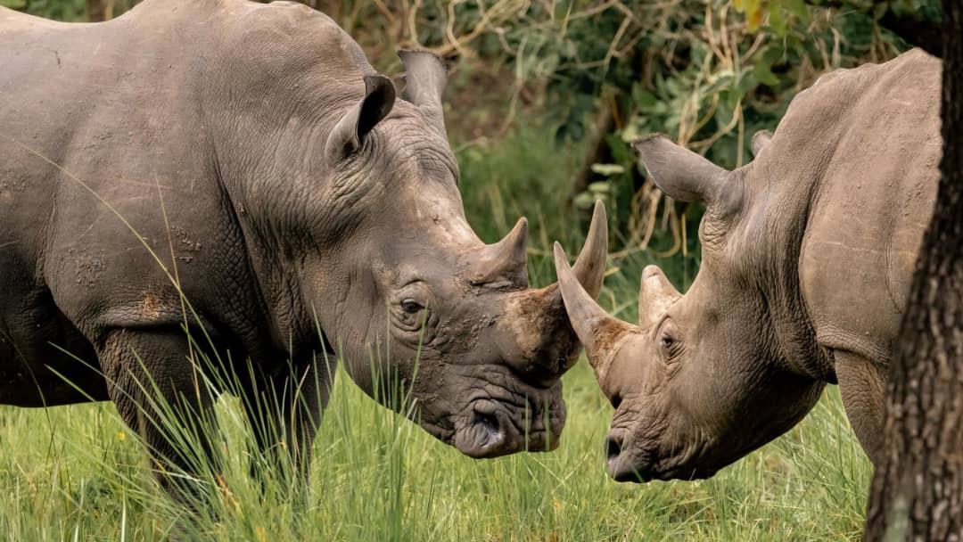 Rhino Tracking -Grime Safaris