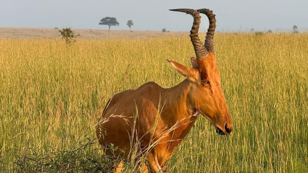 Uganda Safaris -Grime Safaris