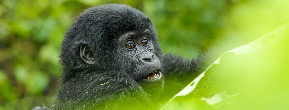 Gorilla Trek at Bwindi Forest - Grime Safaris