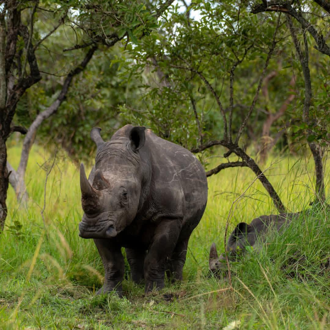 Rhinos, Uganda