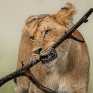 3-day safari to Queen Elizabeth National Park from Kampala with Grime Safaris Uganda