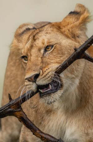 3-day safari to Queen Elizabeth National Park from Kampala with Grime Safaris Uganda