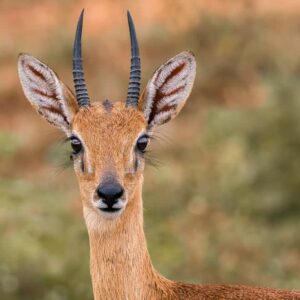 3-day safari to Queen Elizabeth National Park from Kampala with Grime Safaris Uganda (Copy)