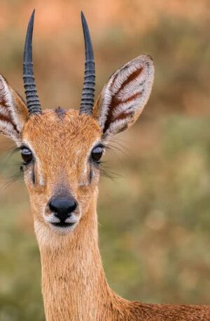 3-day safari to Queen Elizabeth National Park from Kampala with Grime Safaris Uganda (Copy)